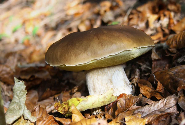 stock image Edible boletus