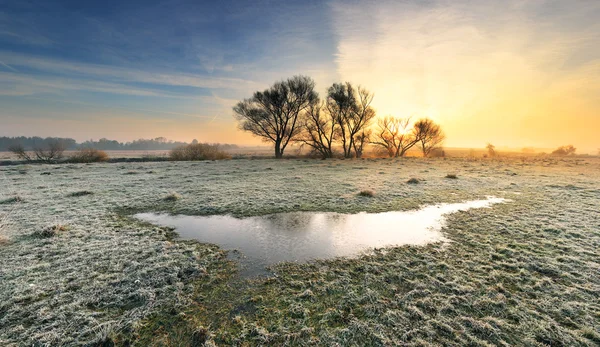 stock image Frosted autumn