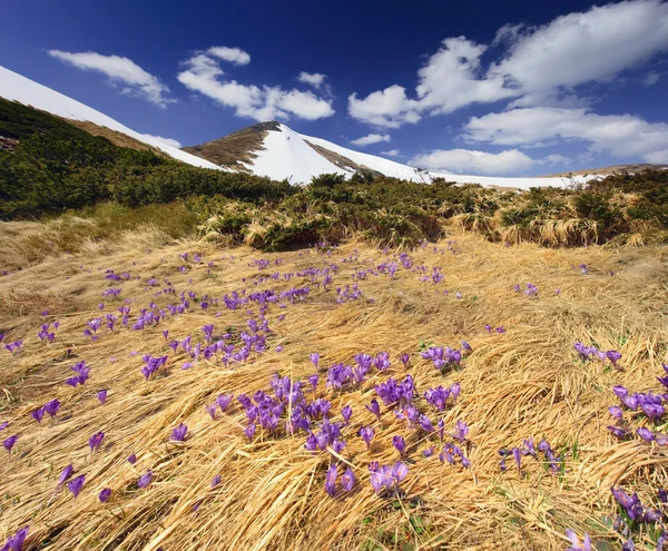 Spring in mountains — Stock Photo, Image