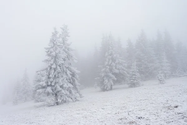 Vinterträd — Stockfoto