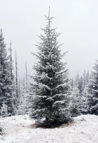 stock image Christmas tree