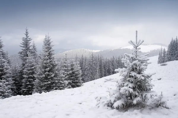 stock image Winter in mountains