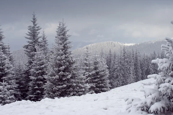 Winter trees Stock Image