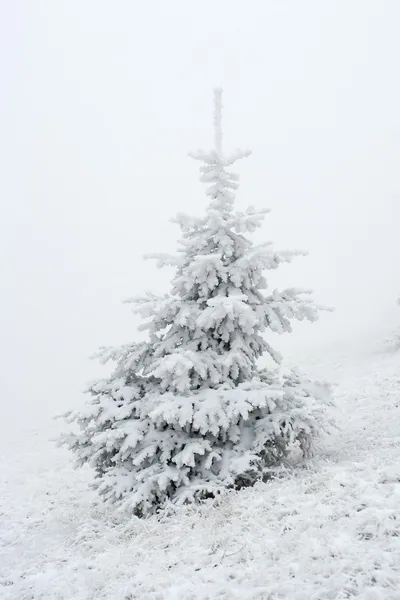 stock image Christmas tree