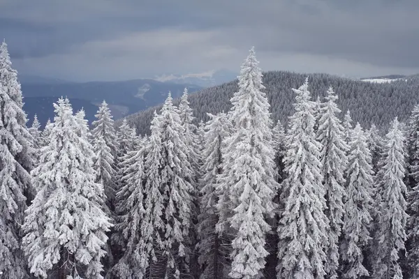 Δέντρα το χειμώνα — Φωτογραφία Αρχείου