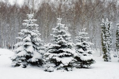 Winter trees clipart