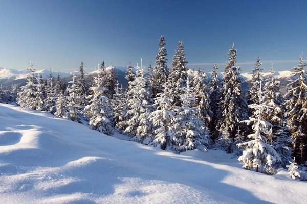 Winter in Bergen — Stockfoto