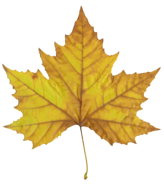 Autumn maple leaf. — Stock Photo, Image