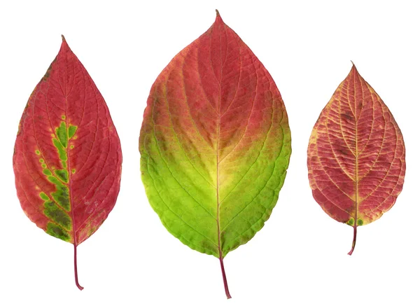 Three autumn red leaves — Stock Photo, Image