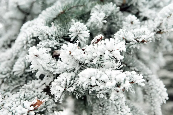 stock image Snowbound branch of fir.