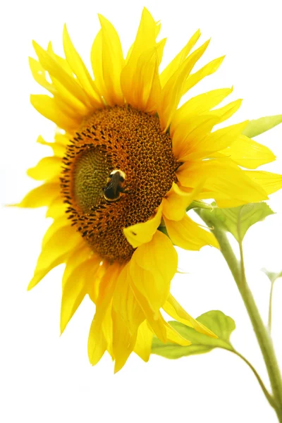 Yellow sunflower. — Stock Photo, Image