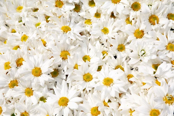 Vacker färgglad blomma bakgrund. — Stockfoto