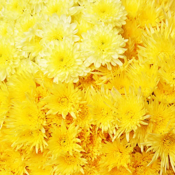 Mooie kleurrijke bloem achtergrond. — Stockfoto