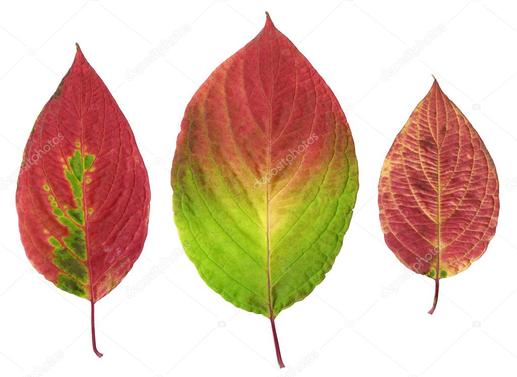 Three autumn red leaves