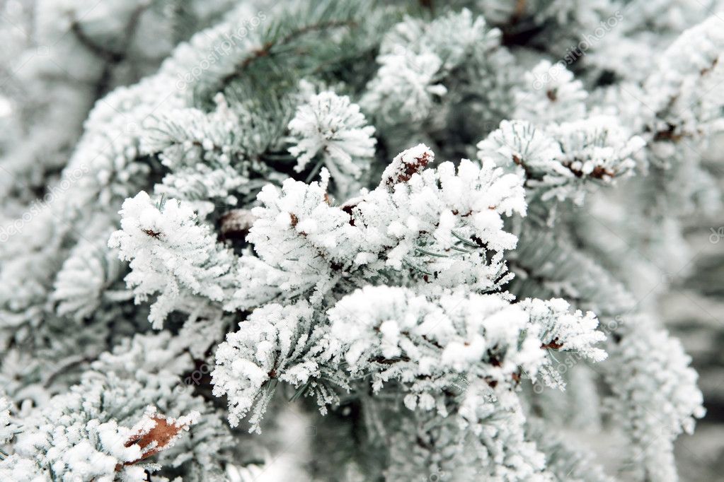 Snowbound branch of fir.