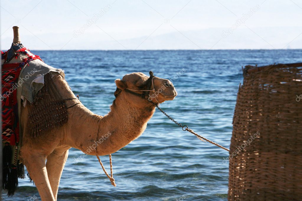 Camel near sea.