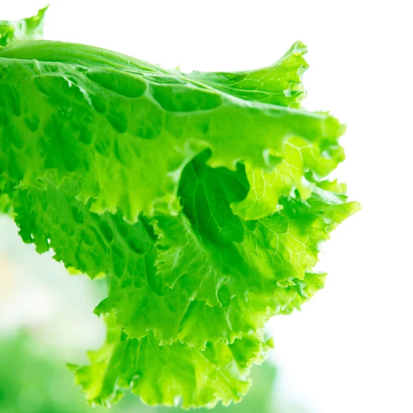 Green lettuce salad. — Stock Photo, Image