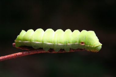 Green Caterpillar. clipart