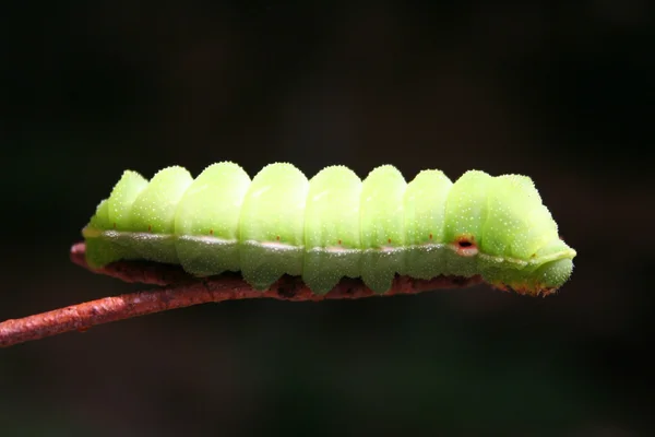 녹색 애벌레. — 스톡 사진