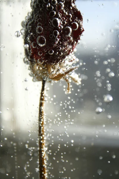 Μπουμπούκι τριαντάφυλλου — Φωτογραφία Αρχείου