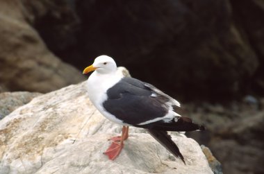 California Gull clipart