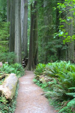 Redwood Np