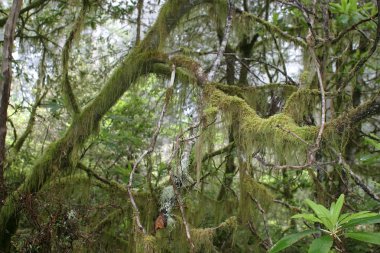 Redwood Np