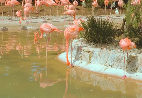 Greater Flamingo — Stock Photo, Image