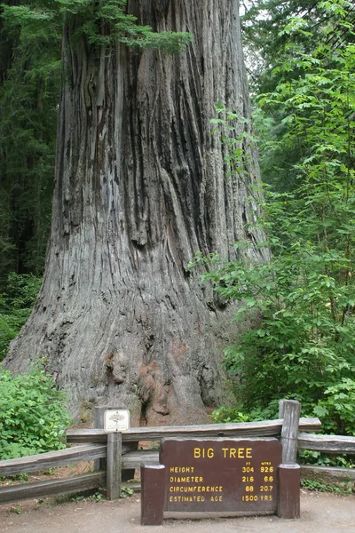 Redwood Np — Stockfoto