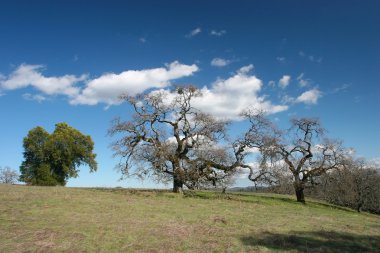 Henry Coe Sp