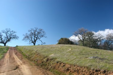 Henry Coe Sp