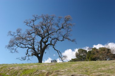 Henry Coe Sp
