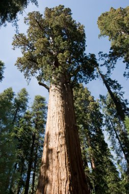 Sequoia National Park clipart