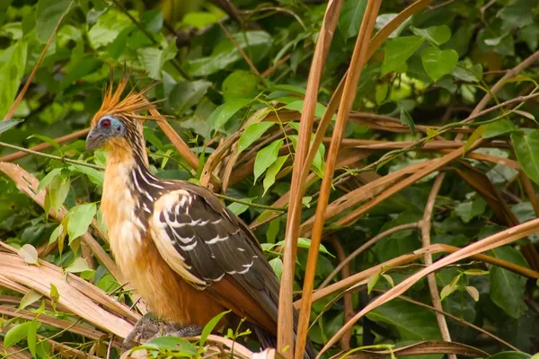 stock image Stinky Bird