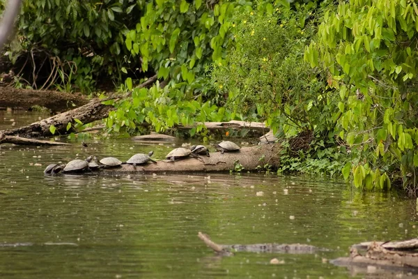 Amazon kaplumbağalar — Stok fotoğraf