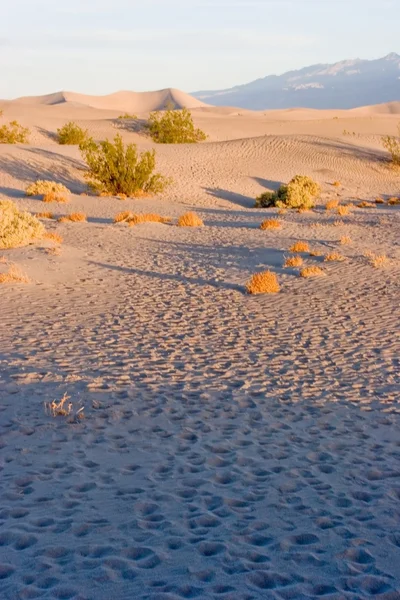 Стовепские дюны — стоковое фото