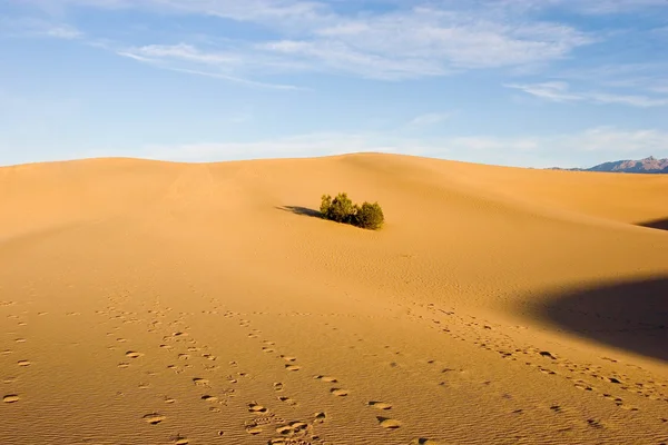 Estufa dunas — Foto de Stock