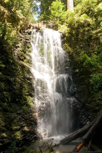 Berry Creek Falls Trail — Stock Photo, Image