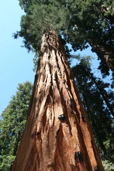 Sequoia National Park — Stock Photo, Image