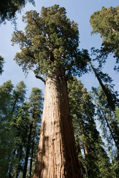 Parco Nazionale di Sequoia — Foto Stock