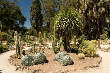 Stanford kaktüs garden