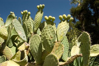 Stanford Cactus Garden clipart