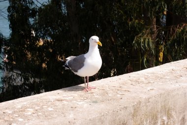 Alcatraz Adası