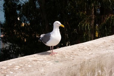 Alcatraz Adası