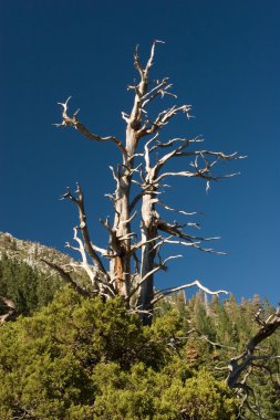 Lake Tahoe