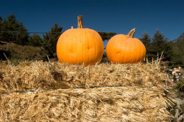 Pumpkin patch clipart