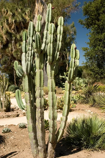 Jardín de cactus de Stanford —  Fotos de Stock