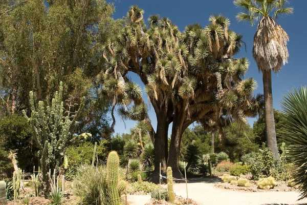 Stanford Cactus Garden — Stock Photo, Image