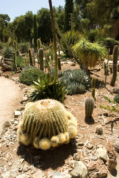 Stanford kaktusträdgård — Stockfoto