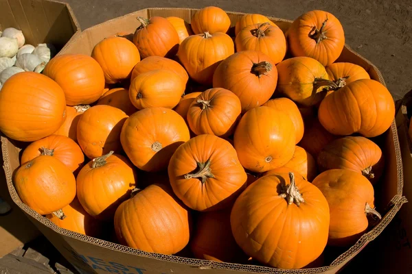 Pumpkin farm — Stock Photo, Image